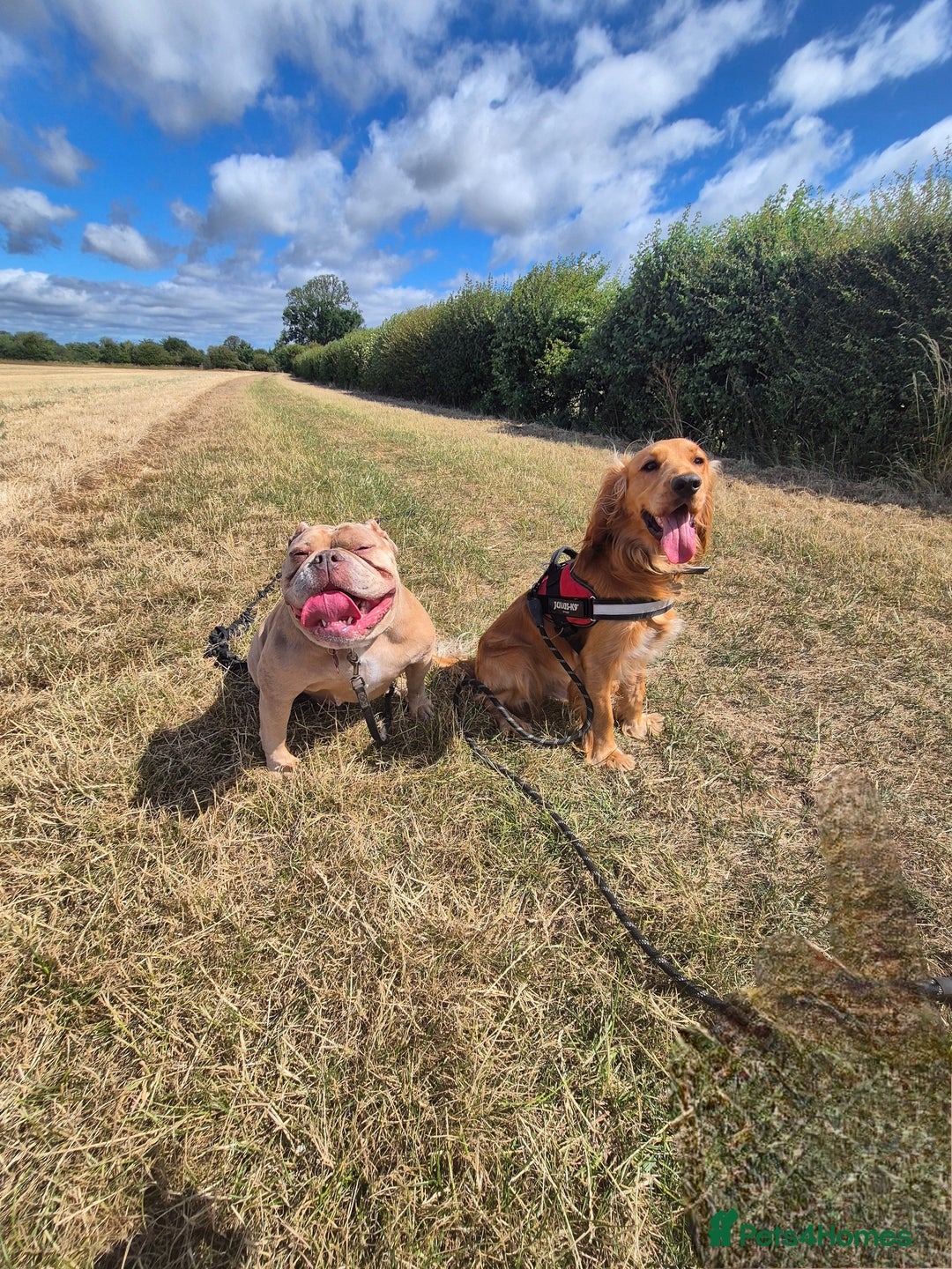 Mixed Breed dogs for sale: Cockerbull Puppies - Image 9