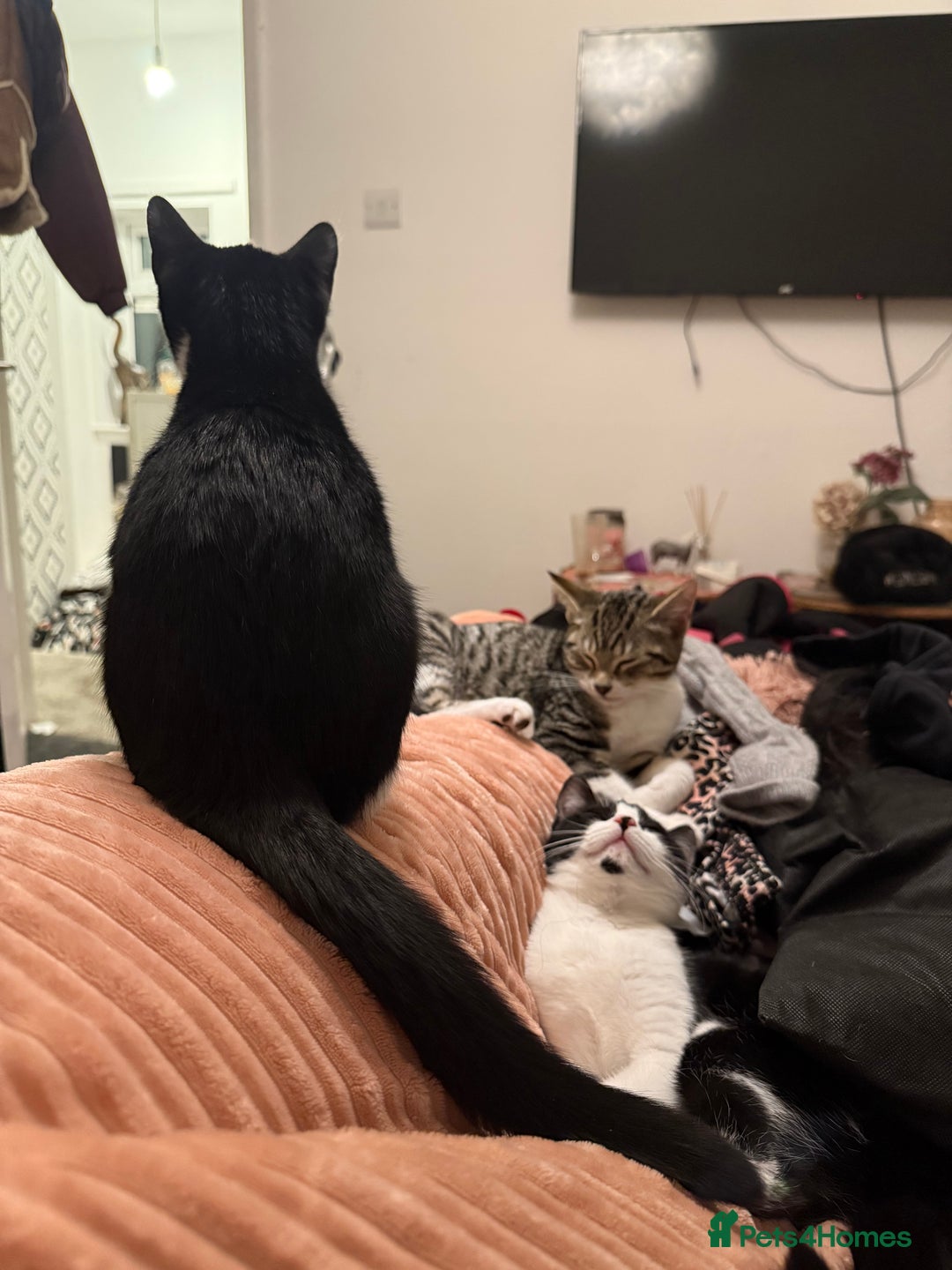 Mixed Breed cats for sale: Kittens  - Advert 6