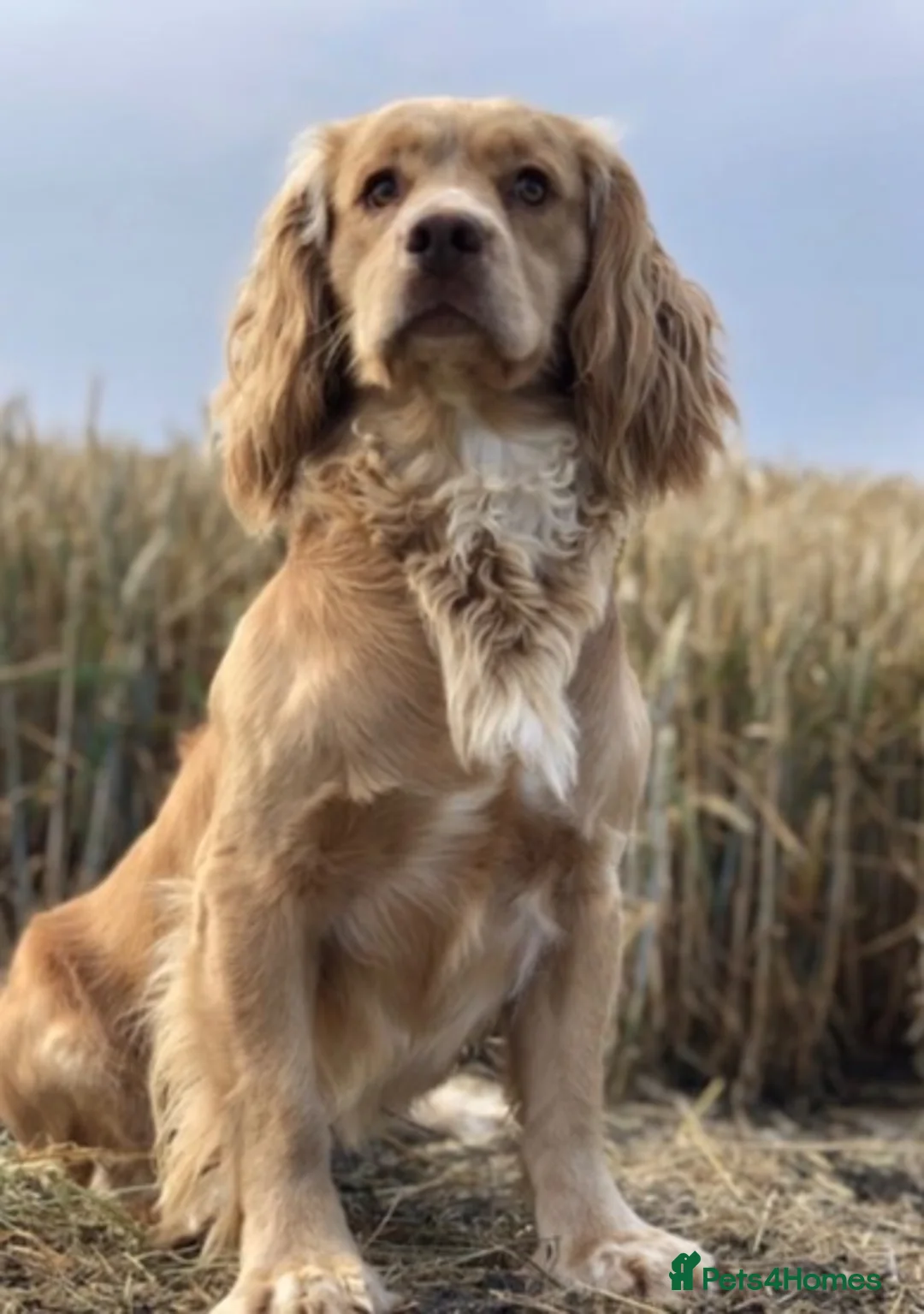 Cocker Spaniel dogs for sale: KC Registered Working Cocker Spaniel Puppies in Thetford - Advert 8