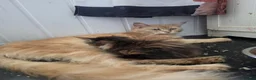 Maine Coon cats for sale: Exceptional maine coon kittens - Advert 8