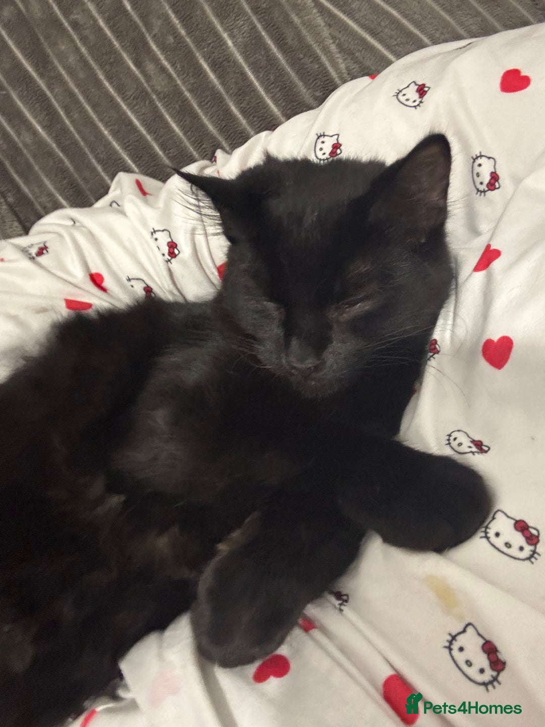 Domestic Shorthair cats for sale: Cute cat to be rehomed  - Image 5