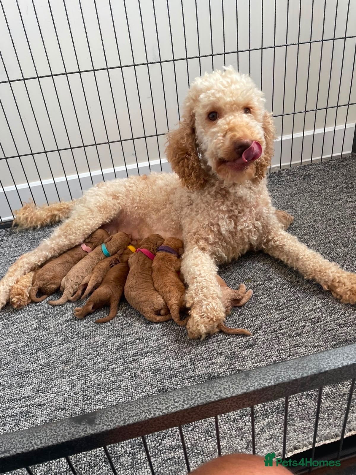 Cockapoo dogs Beautiful Cockapoo Puppies - Advert 1
