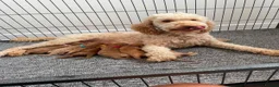 Cockapoo dogs for sale: Beautiful Cockapoo Puppies in Bristol - Advert 1