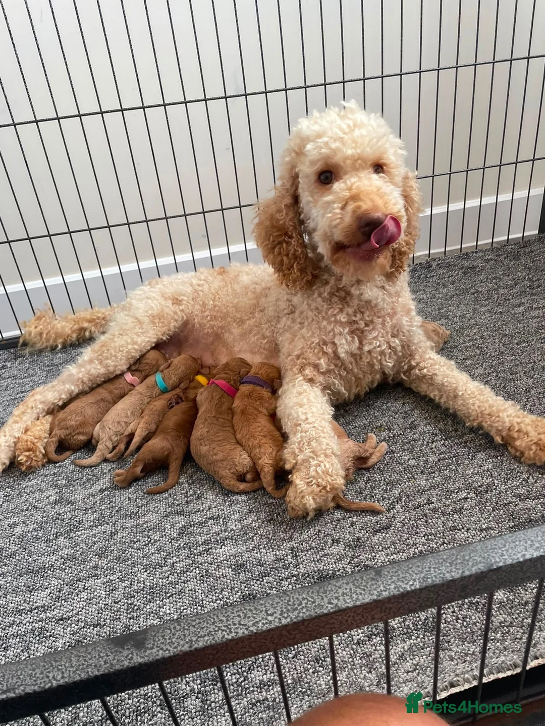 Cockapoo dogs for sale: Beautiful Cockapoo Puppies in Bristol - Advert 1