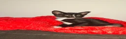 Mixed Breed cats for sale: Gorgeous half siamese kittens - Advert 2