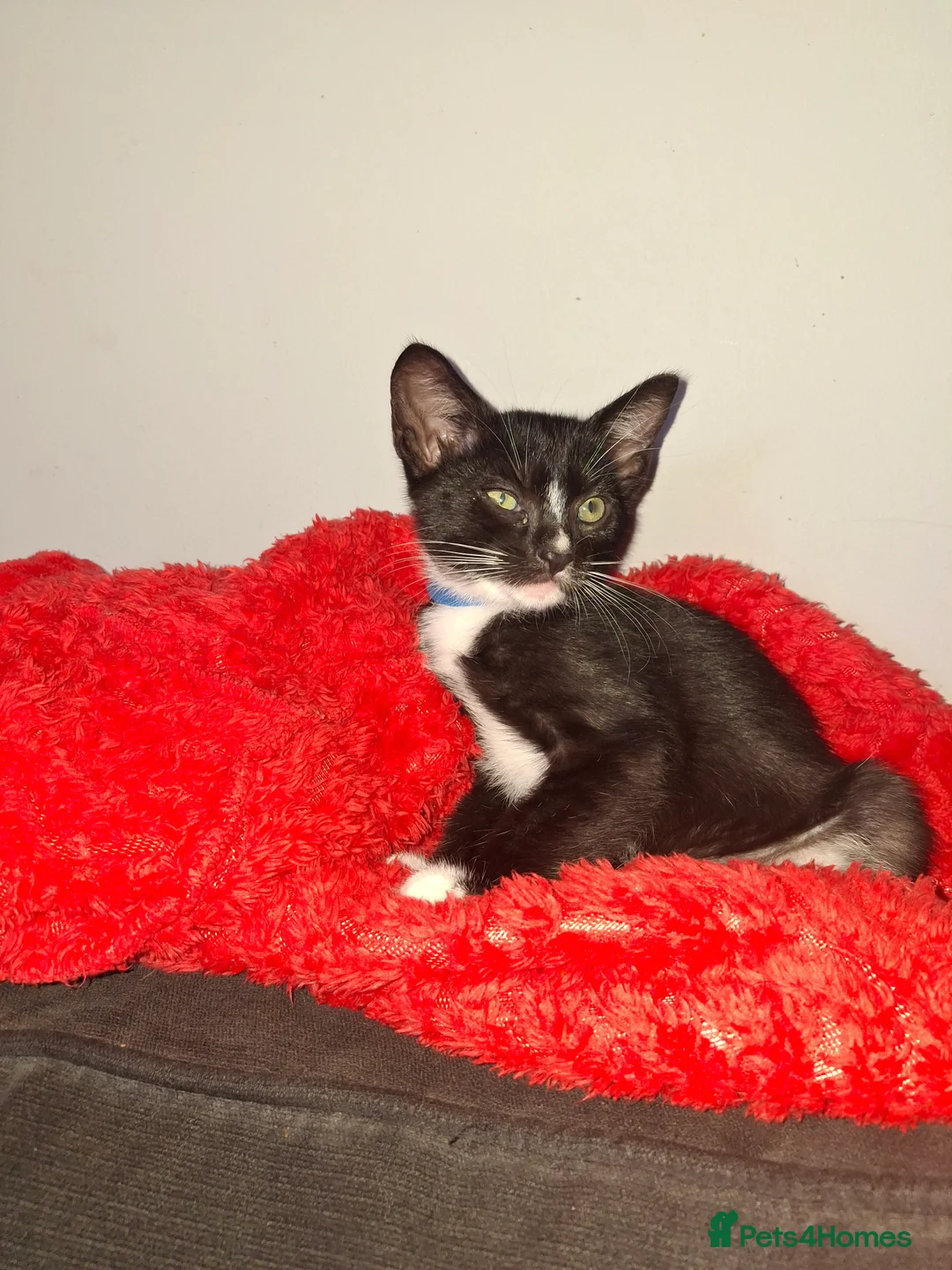 Mixed Breed cats for sale: Gorgeous half siamese kittens - Advert 2
