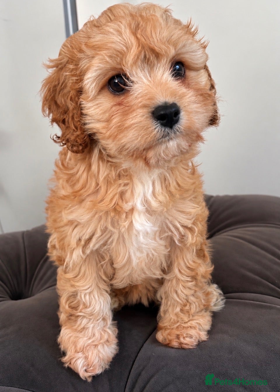 Cavapoo dogs 🌟Please don’t scroll past🌟I’m patiently waiting  - Advert 1