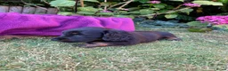 Miniature Dachshund dogs for sale: Miniature long haired dachshunds - Advert 4