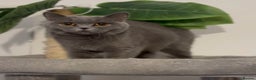 British Shorthair cats for sale: Blue active queen  - Advert 1