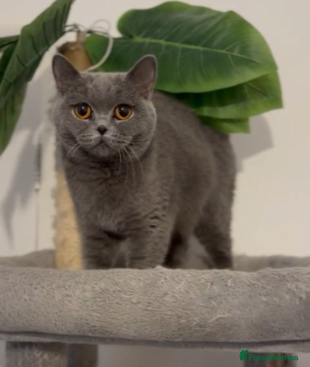 British Shorthair cats for sale: Blue active queen  - Advert 1