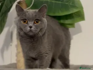 British Shorthair cats Blue active queen - Advert 3
