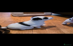 Jack Russell dogs for sale: Jack Russell puppies  - Image 11