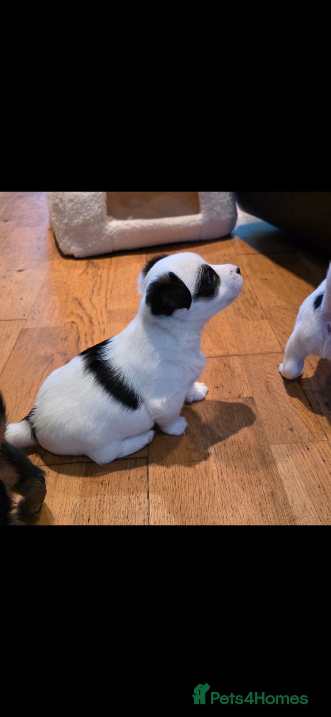 Jack Russell dogs for sale: Jack Russell puppies  - Image 11