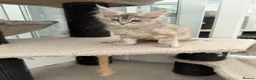 Maine Coon cats for sale: 🐾💗 TWO BEAUTIFUL MAINE COON GIRLS 🐾💗 - Advert 5