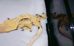 Gecko reptiles for sale: Crested  - Image 18