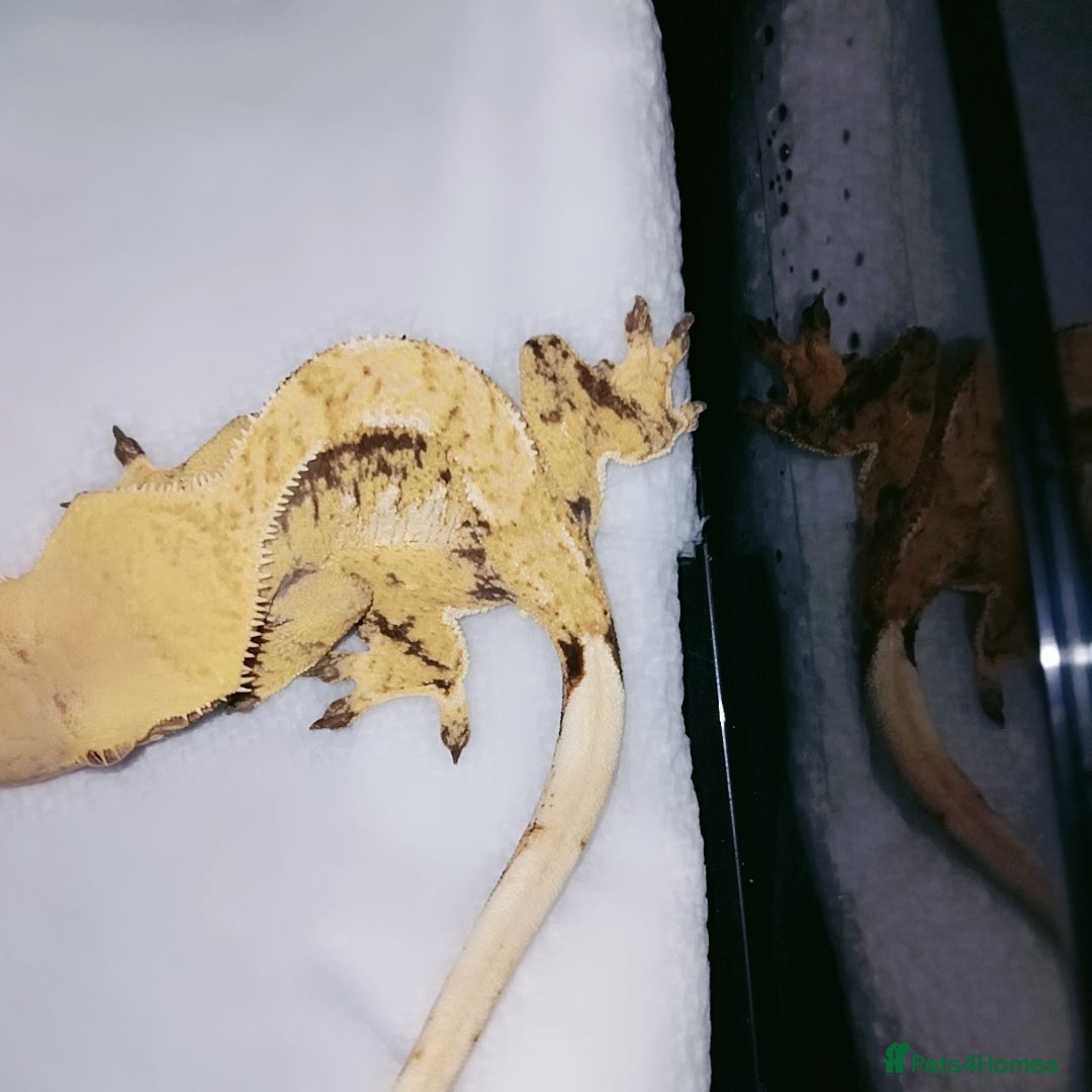 Gecko reptiles for sale: Crested  - Image 18