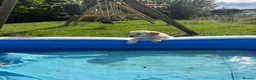 Golden Retriever dogs for sale: Golden Retriever Puppies  - Advert 9