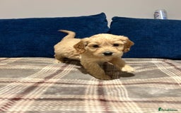Goldendoodle dogs for sale: Adorable Golden Cocker Doodles  - Image 2