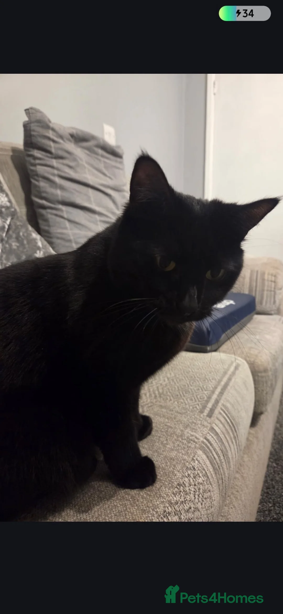 Mixed Breed cats for sale: Black female cat  in Bilston - Advert 4