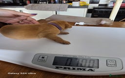 Labrador Retriever dogs for sale: KC REG Lab puppys x 2/11 ready to take home - Image 10