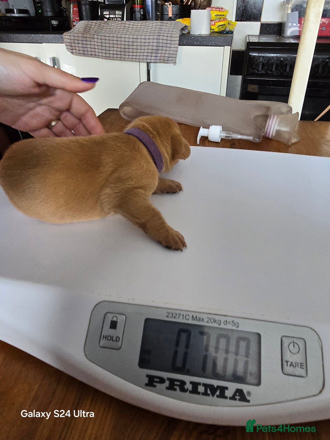 Labrador Retriever dogs for sale: KC REG Lab puppys x 2/11 ready to take home - Image 10