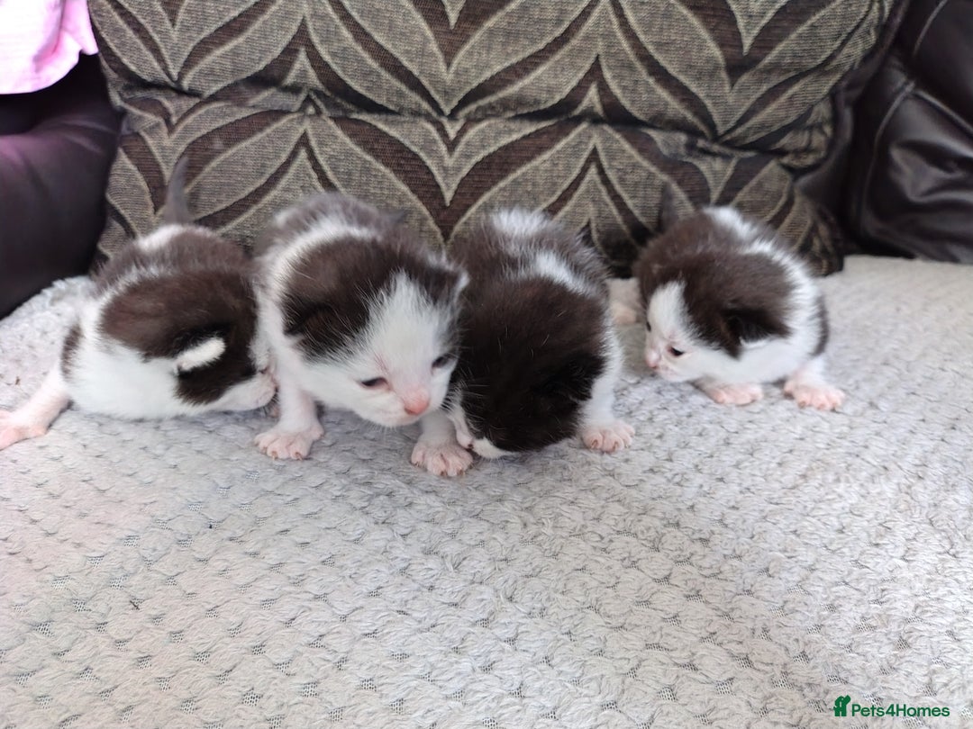 Mixed Breed cats for sale: Black and white kittens - Image 10