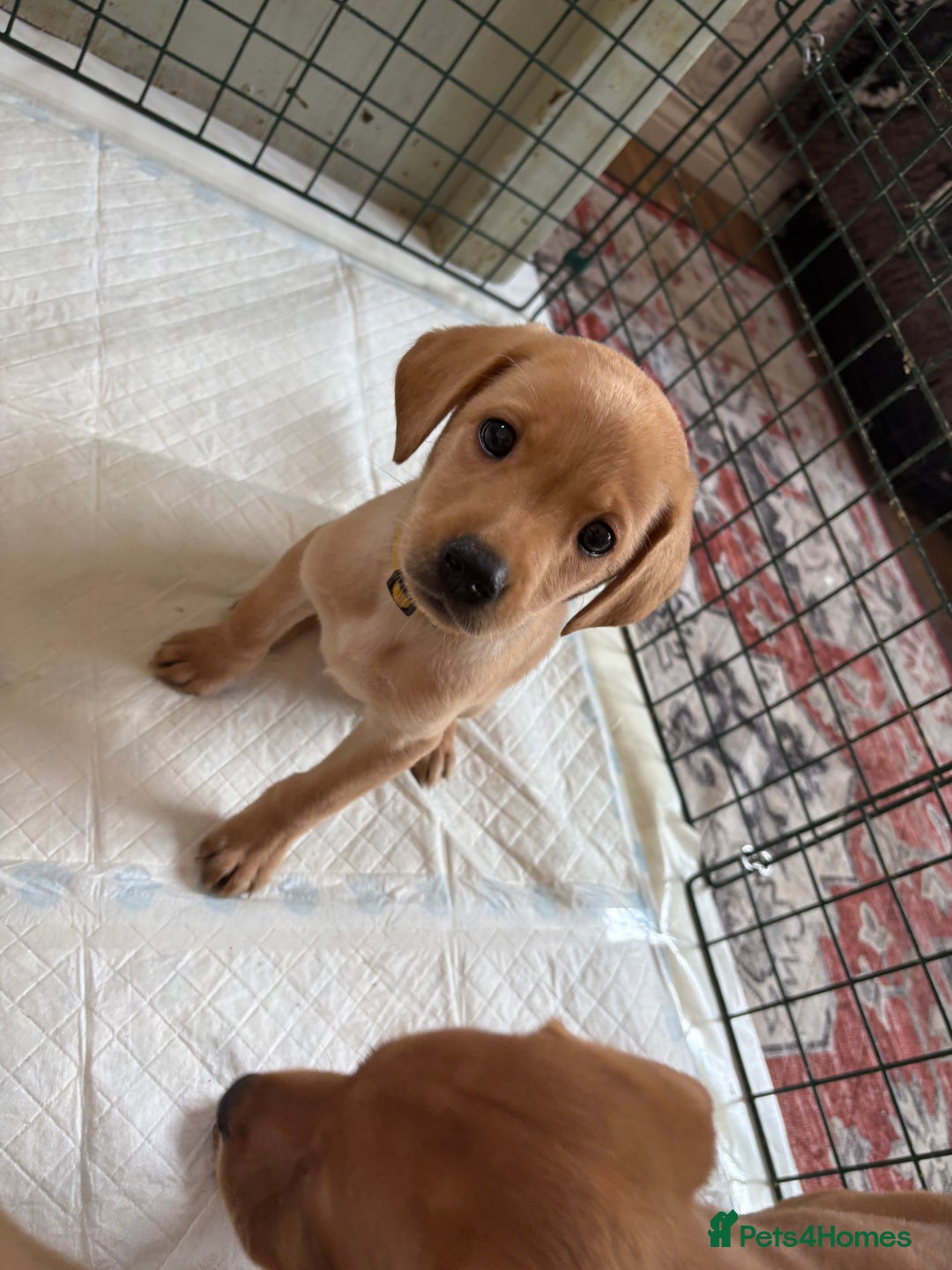 Labrador Retriever dogs for sale: Female Yellow Labrador Puppy  - Image 11
