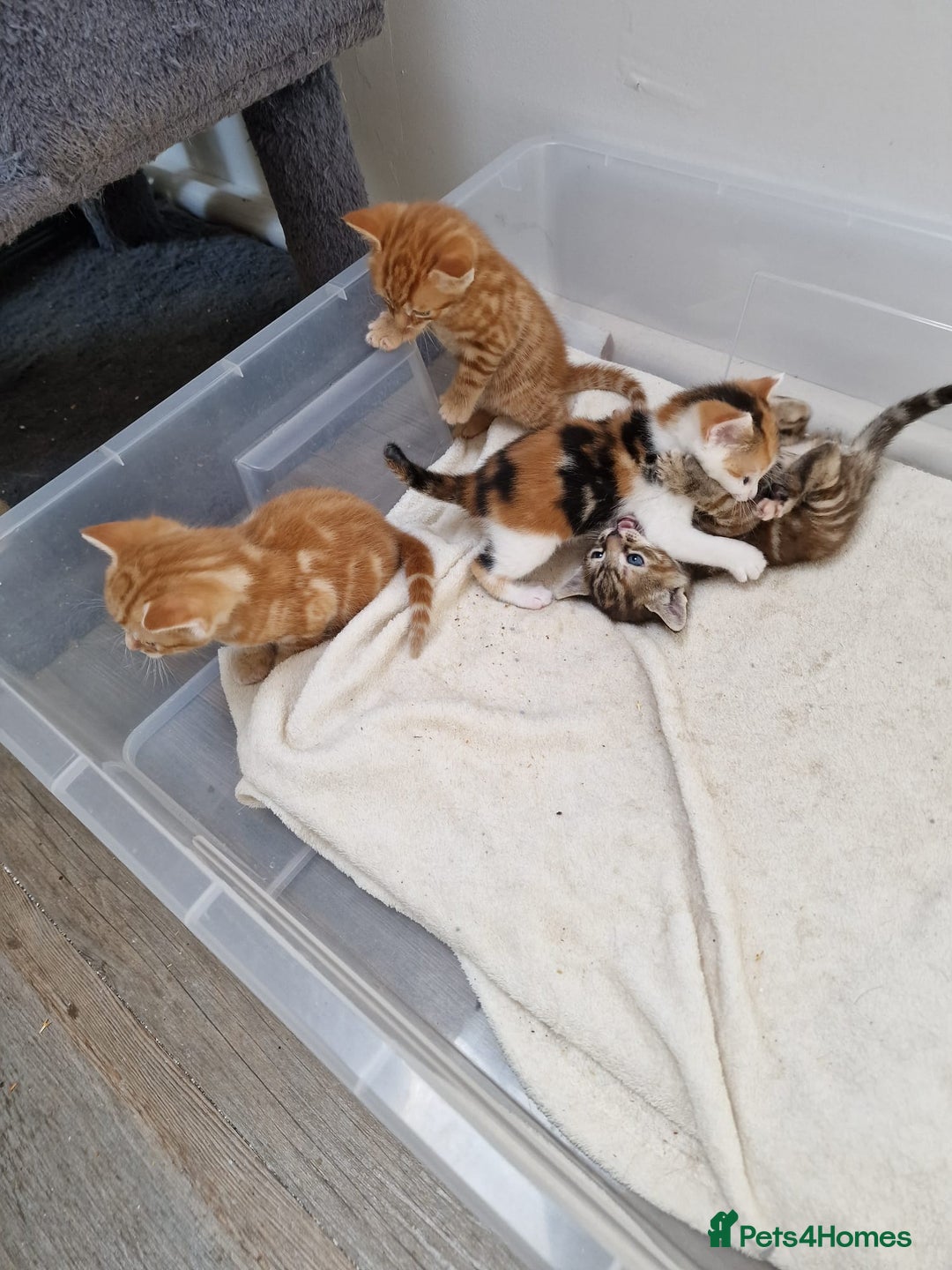 Mixed Breed cats for sale: 2 Ginger Boys, 1 Tabby Girl. Donate to charity - Image 10