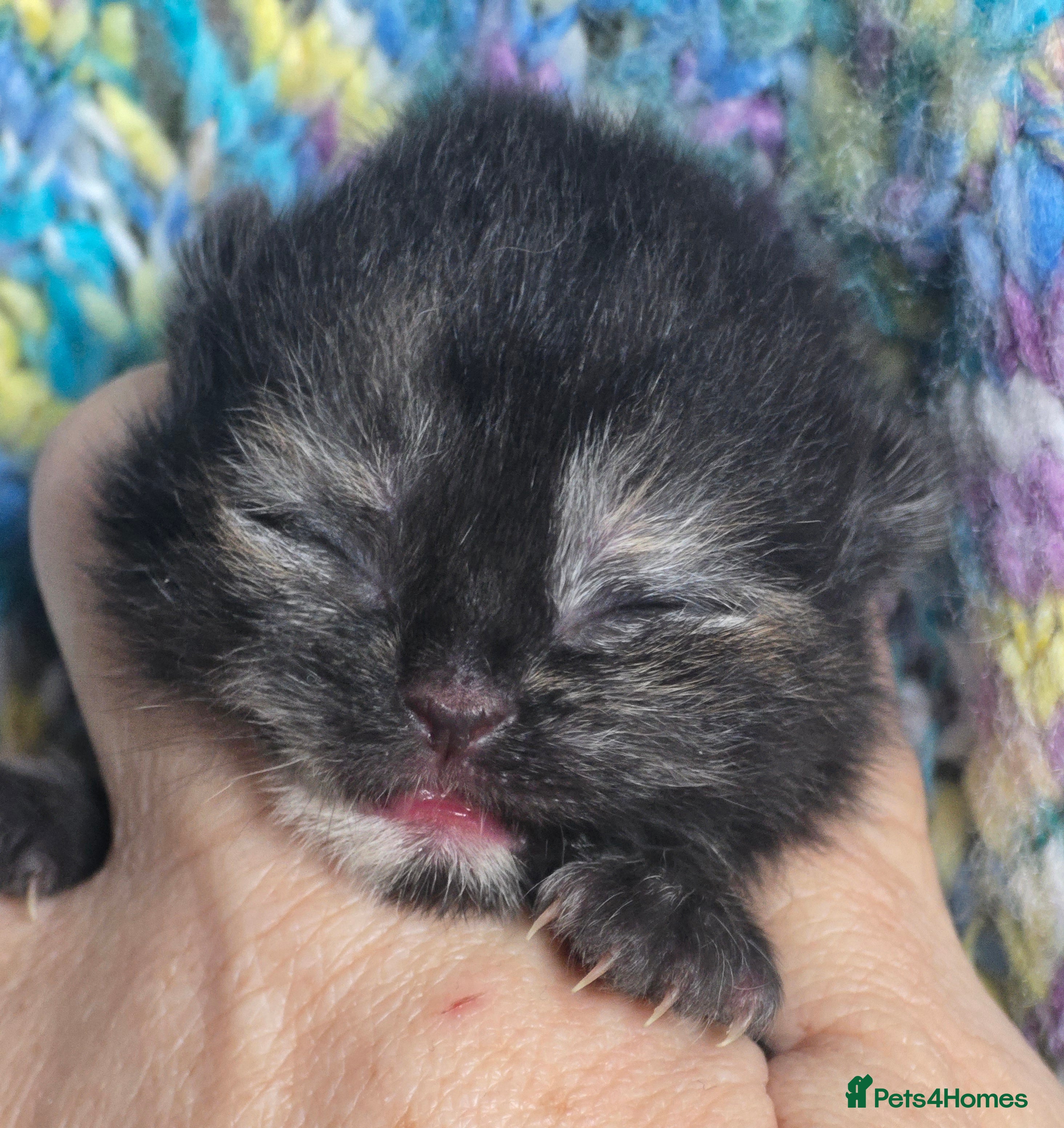 British Shorthair cats ONE GIRL LEFT TICA REGISTERED BRITISH SHORTHAIR - Advert 1