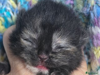 British Shorthair cats ONE GIRL LEFT TICA REGISTERED BRITISH SHORTHAIR - Advert 1