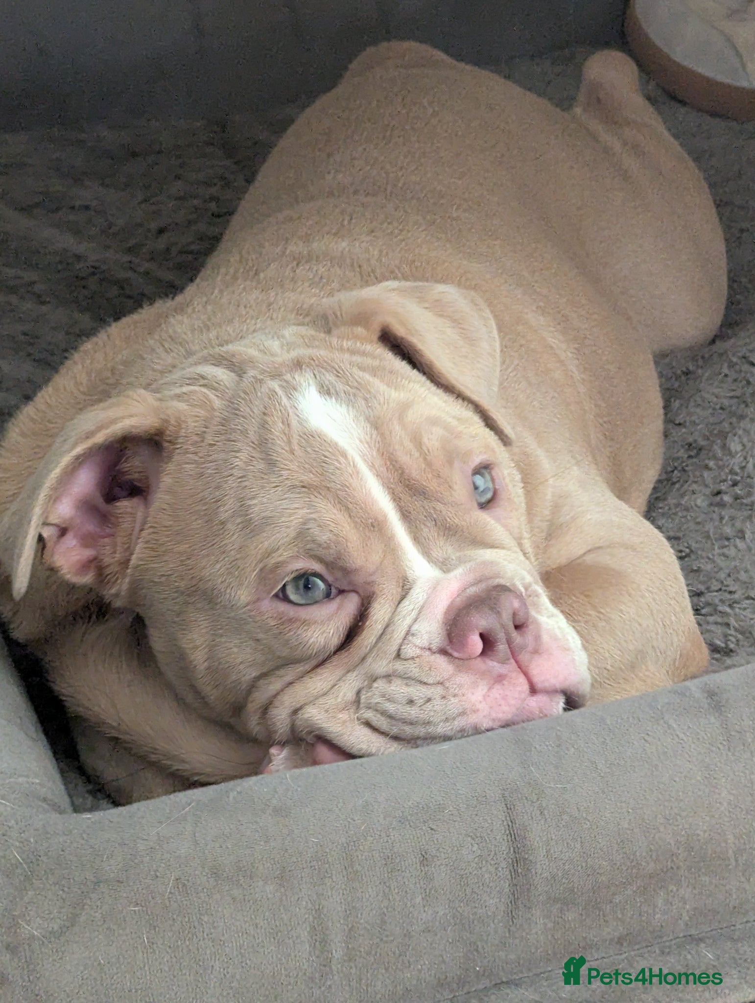 Mixed Breed dogs BEAUTIFUL GIRL LILAC OLD TYME BULLDOG  - Advert 1