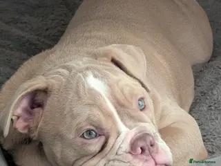 Mixed Breed dogs BEAUTIFUL GIRL LILAC OLD TYME BULLDOG - Advert 1