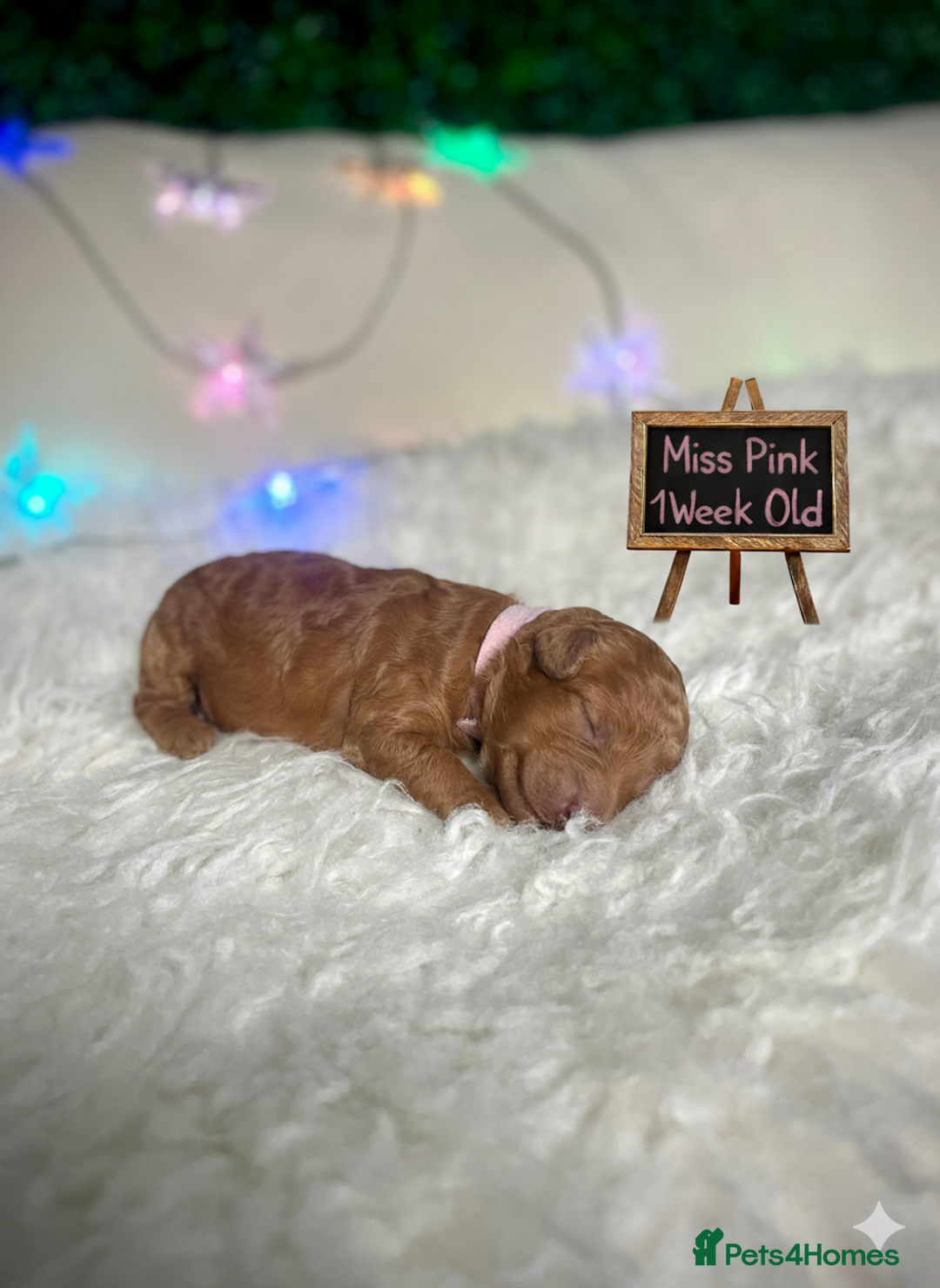 Cockapoo dogs for sale: Gorgeous Tiny Cockapoo mix:Asian Poodle & cockapoo - Image 3