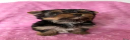 Yorkshire Terrier dogs for sale: Beautiful Yorkshire terrier pups🩵🩷 - Advert 21