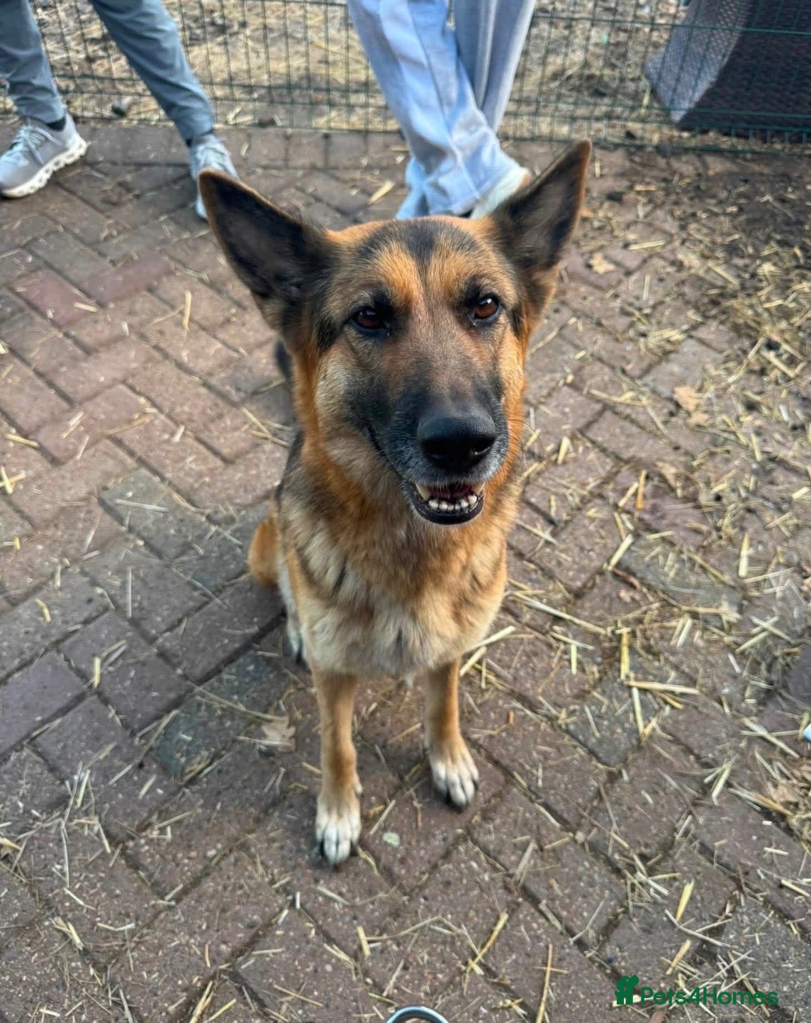 German Shepherd dogs Beautiful playful German shepherd pups - Advert 7