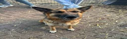 German Shepherd dogs for sale: Beautiful playful German shepherd pups in Rochford - Advert 1