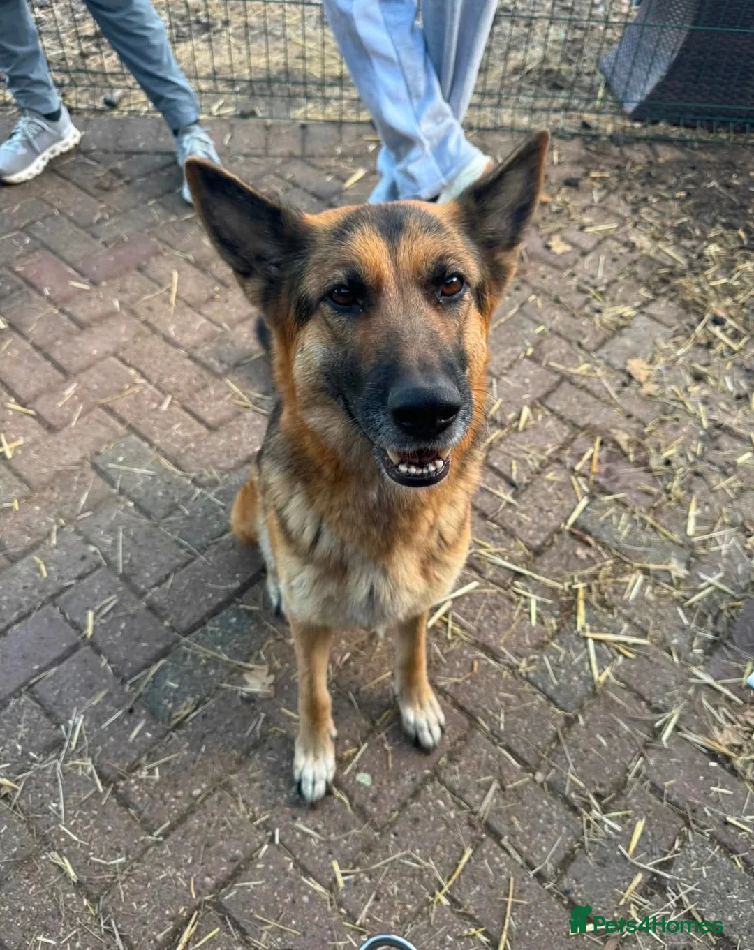 German Shepherd dogs for sale: Beautiful playful German shepherd pups in Rochford - Advert 1