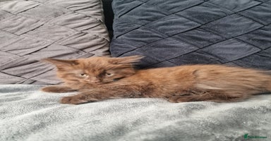 Maine Coon cats - Advert 1