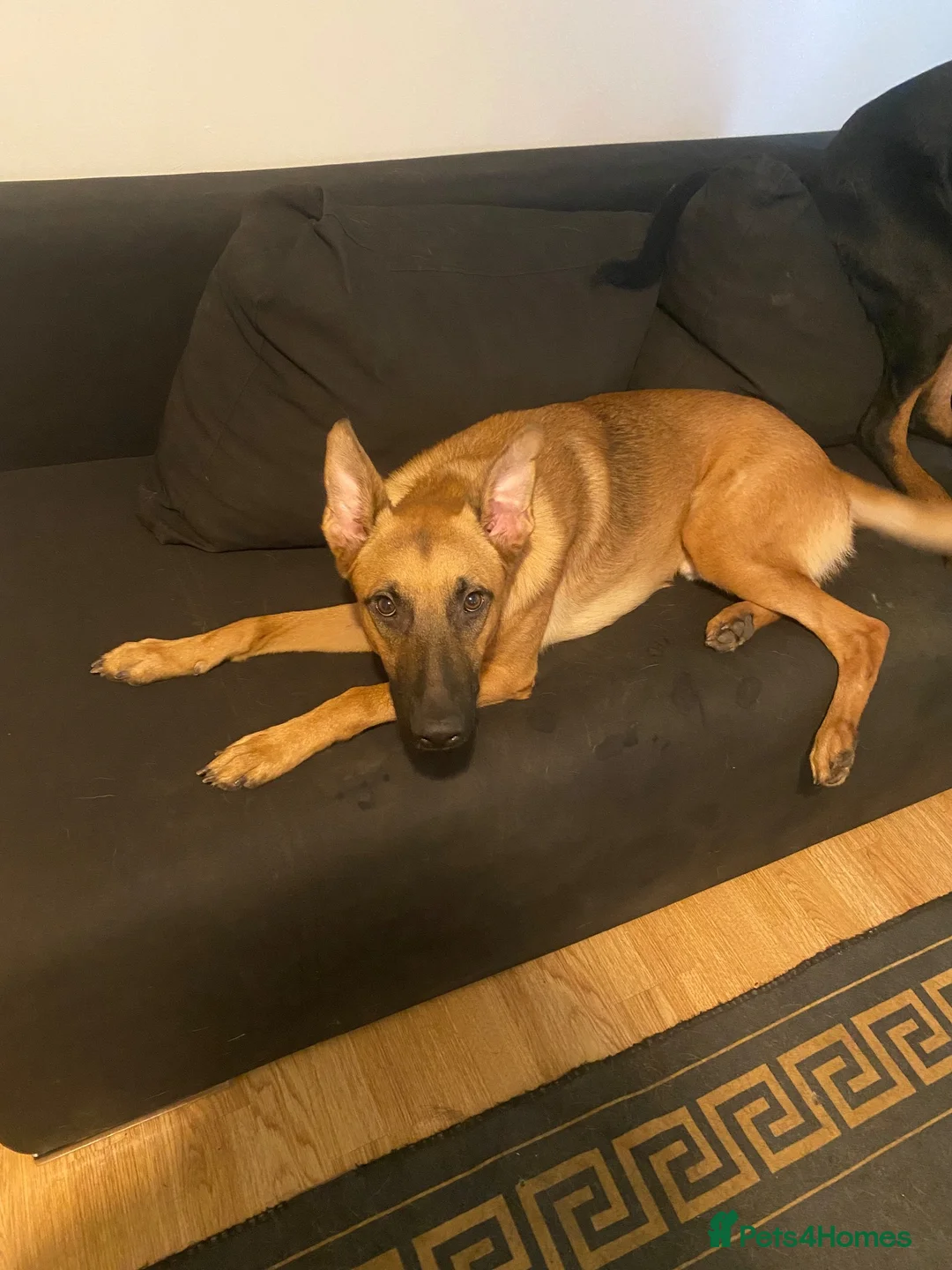 German Shepherd dogs for sale: German Shepherd in High Wycombe - Advert 2
