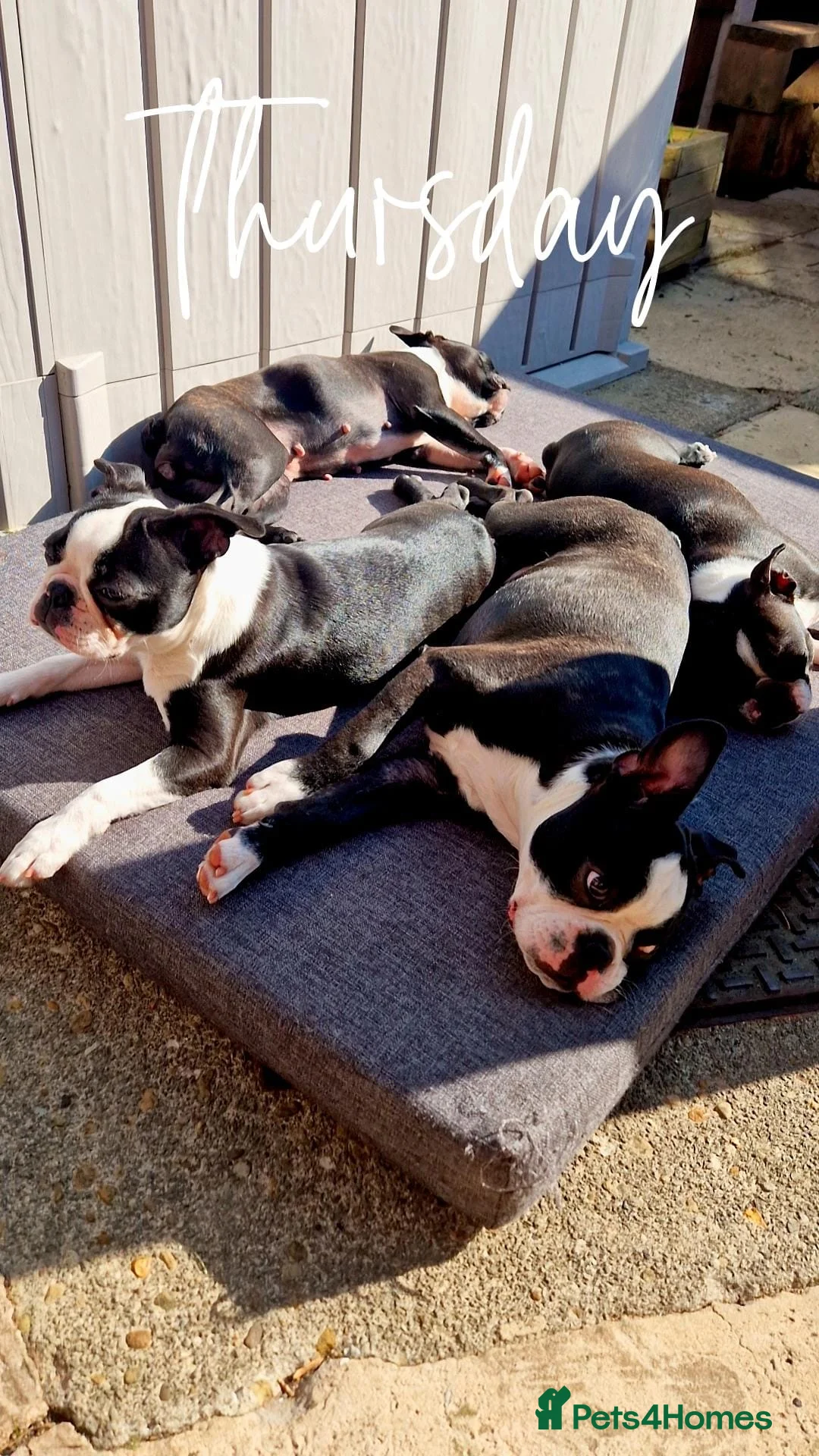 Boston Terrier dogs for stud: Prince of Peacock Boston ready for stud - Advert 6