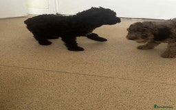 Cockapoo dogs for sale: BEAUTIFUL COCKAPOO PUPPIES LOOKING FOR LOVING HOME - Image 5