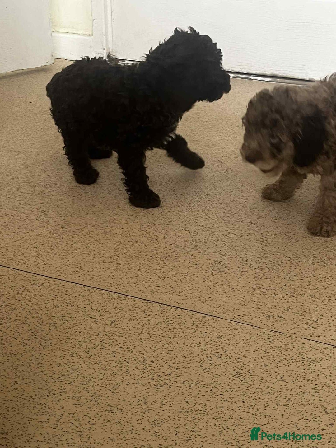 Cockapoo dogs for sale: BEAUTIFUL COCKAPOO PUPPIES LOOKING FOR LOVING HOME - Image 5