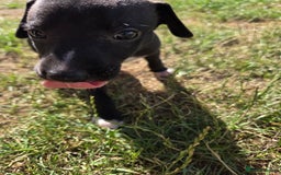 Whippet dogs for sale: 2 stunning purebred whippet ladies - Image 6