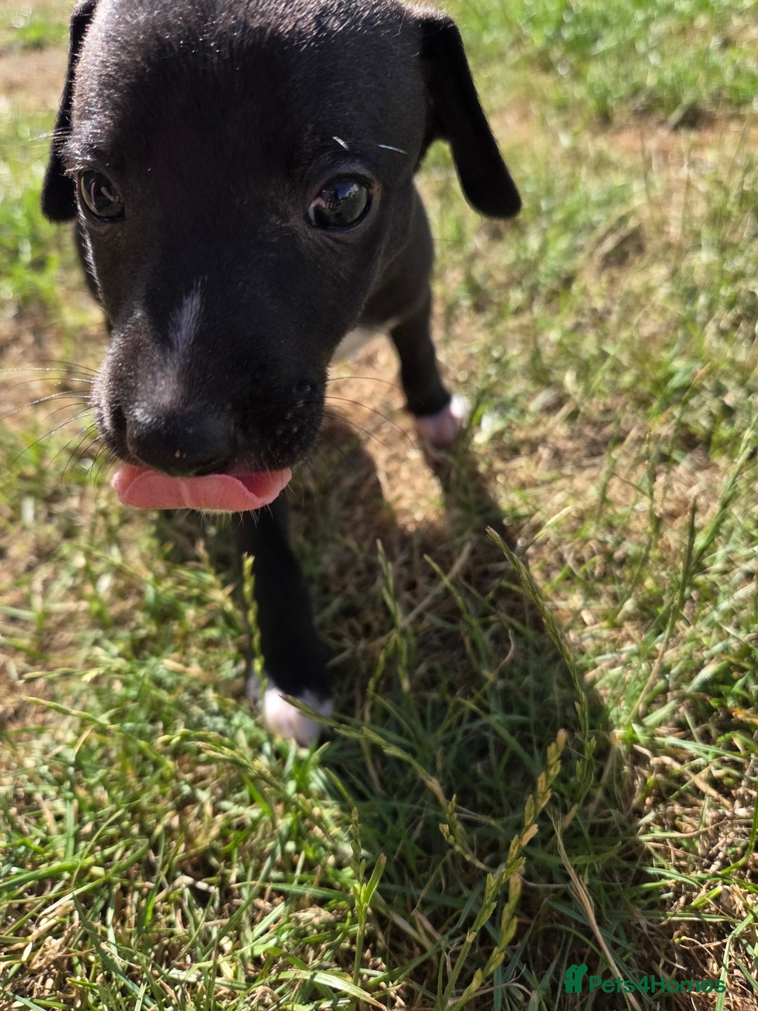 Whippet dogs for sale: 2 stunning purebred whippet ladies - Image 6