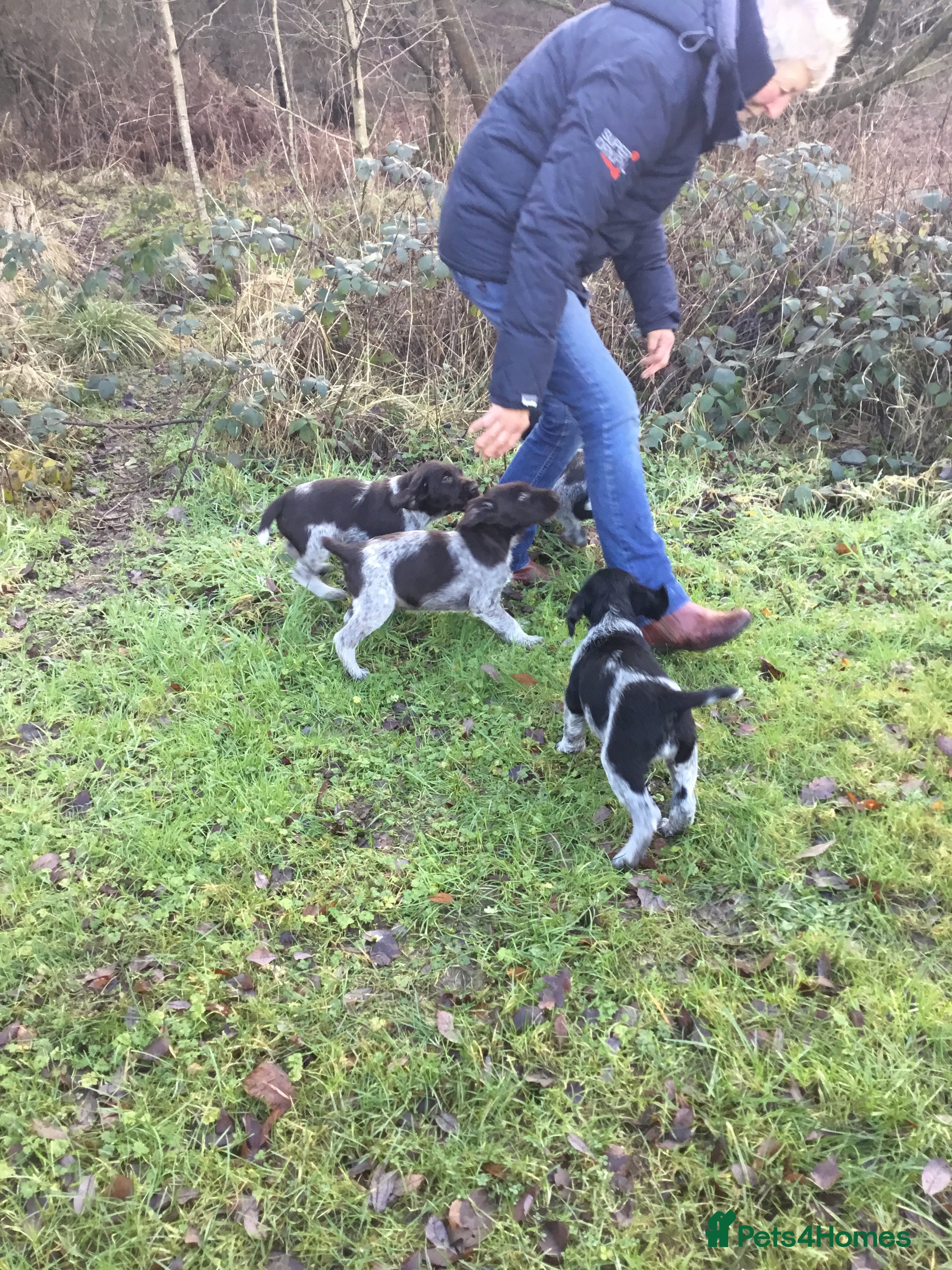 German Wirehaired Pointer dogs German wirehaired  pointer pups - Advert 3