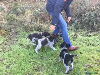 German Wirehaired Pointer dogs German wirehaired pointer pups - Advert 3