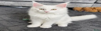 Maine Coon 1
