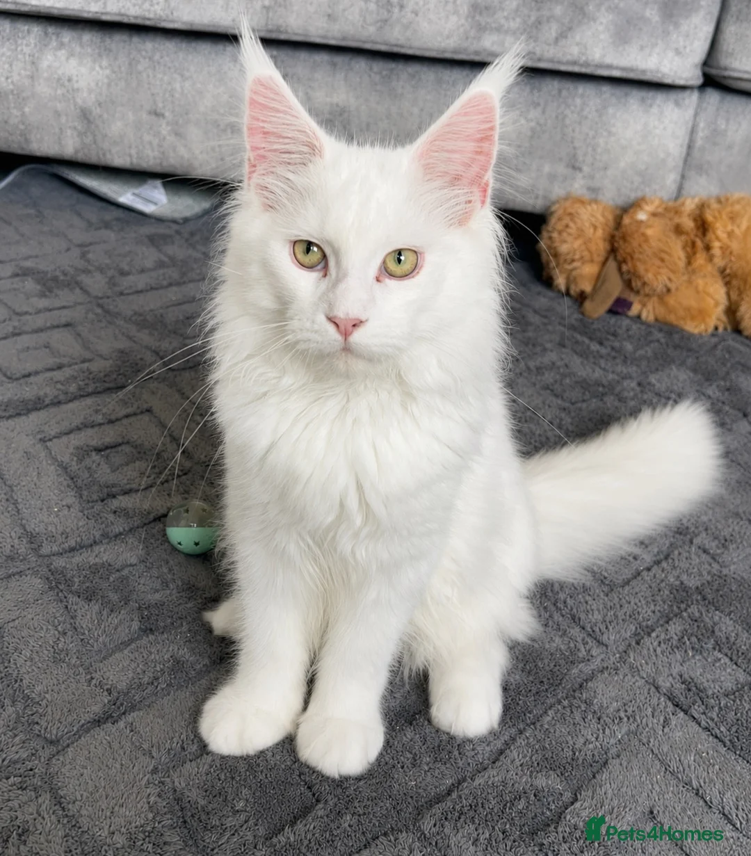 Maine Coon cats for sale: 5 month old pure white Maine coon kitten  - Advert 2