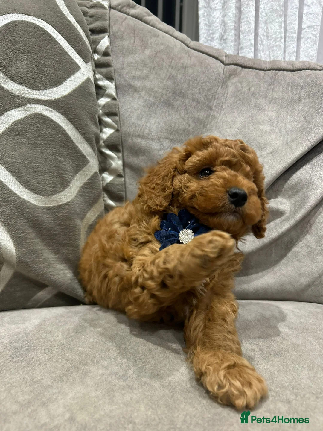 Cavapoo dogs for sale: F1b cavapoo puppies - Advert 9