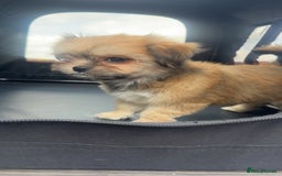 Mixed Breed dogs for sale: Tini Malchi puppies  - Image 7